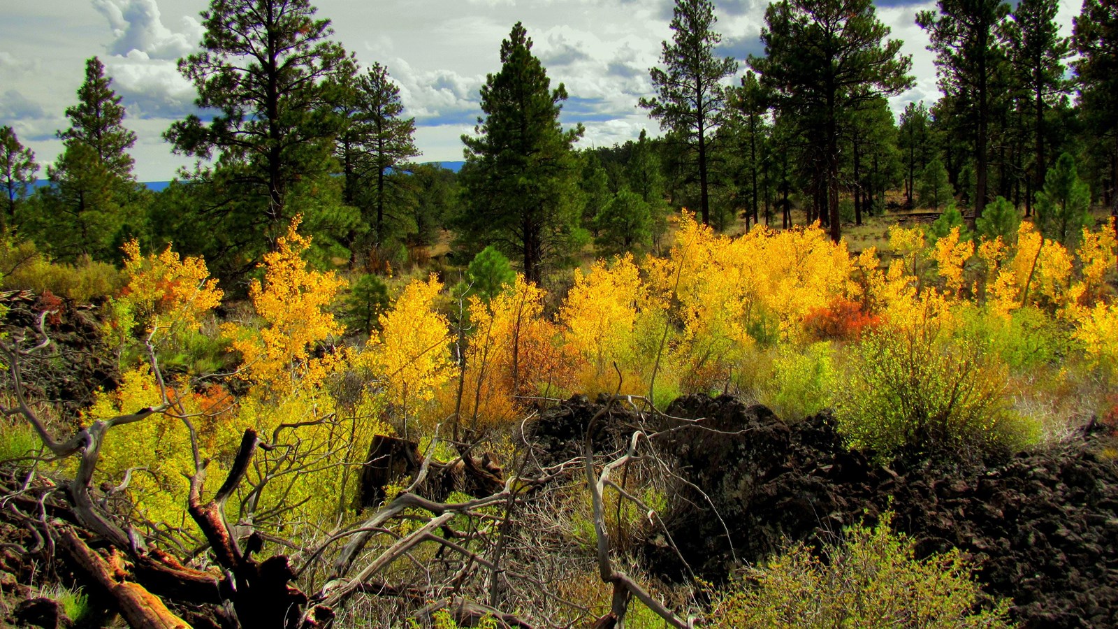 golden aspen trees grow on jagged black lava rock