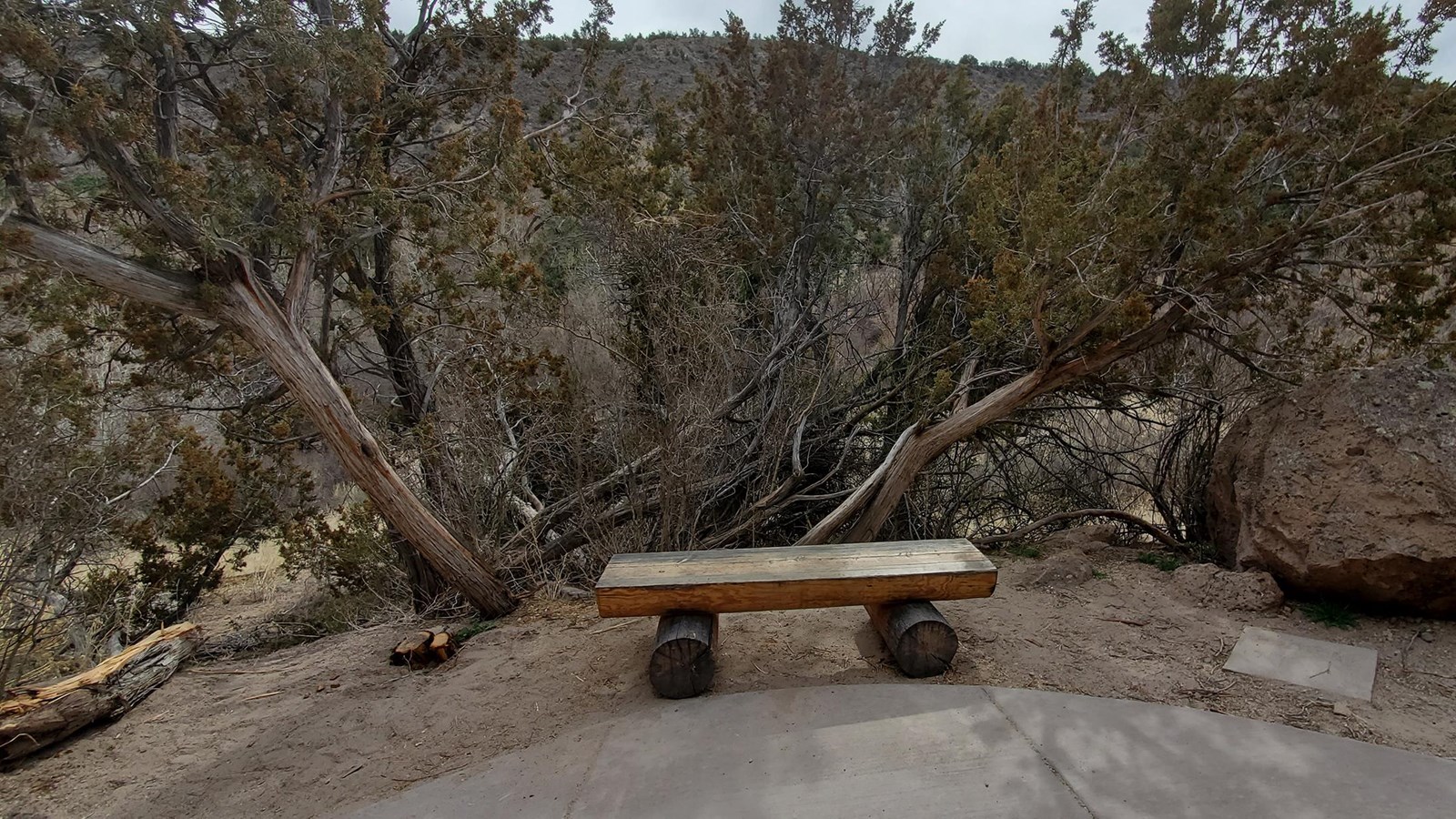 a wooden bench sits under a juniper tree