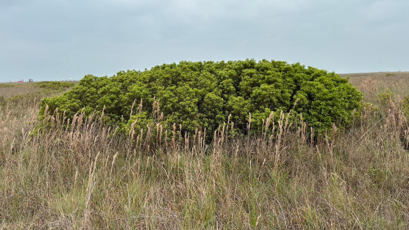 A small green bush growing in a grassland. 