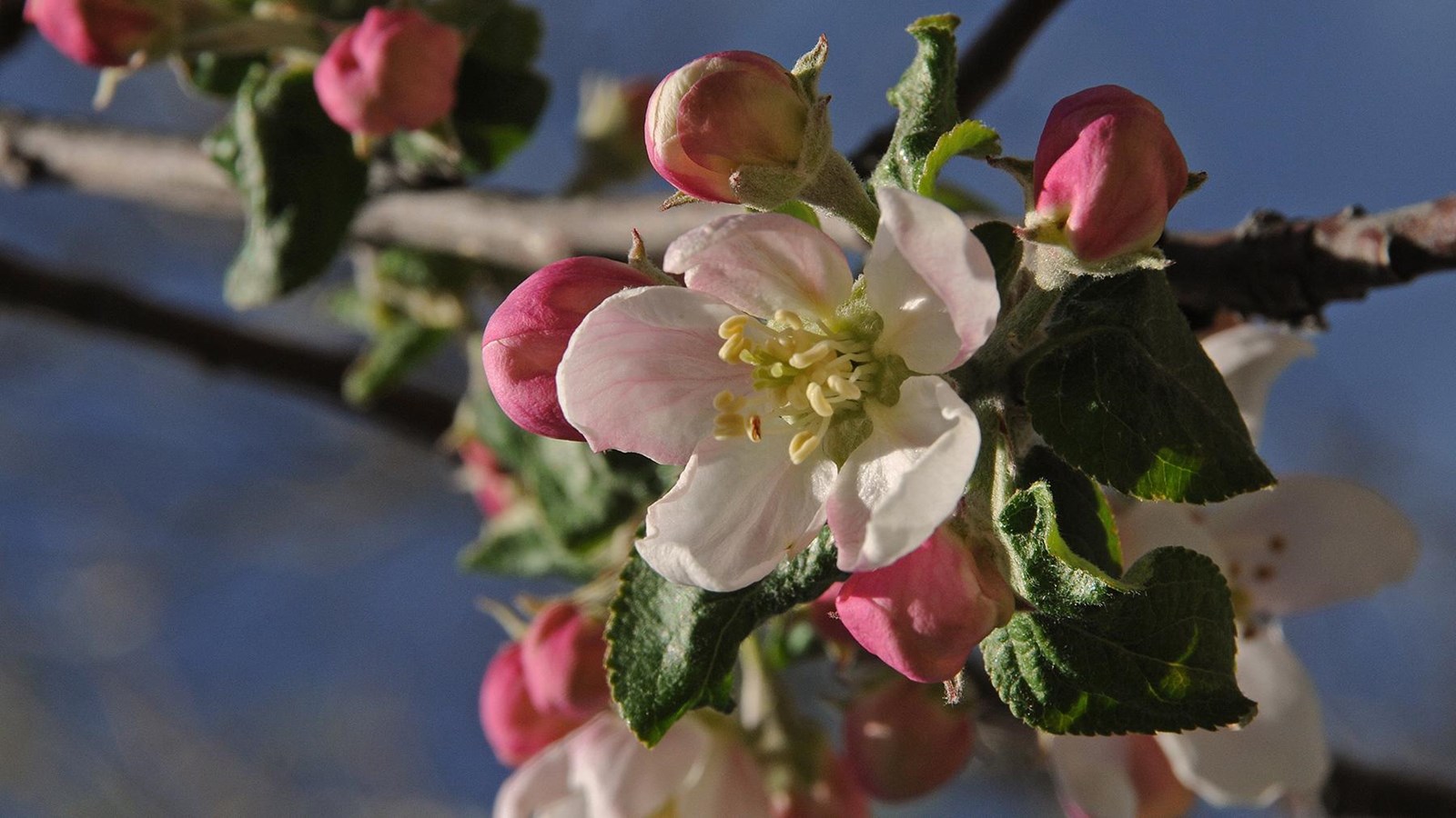 a pinkish white blossom with deeper pink buds on a tree limb