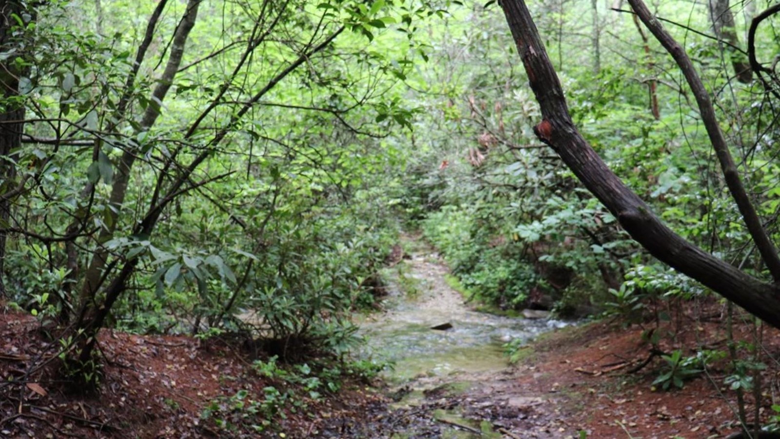 A lush green trail through the forest 