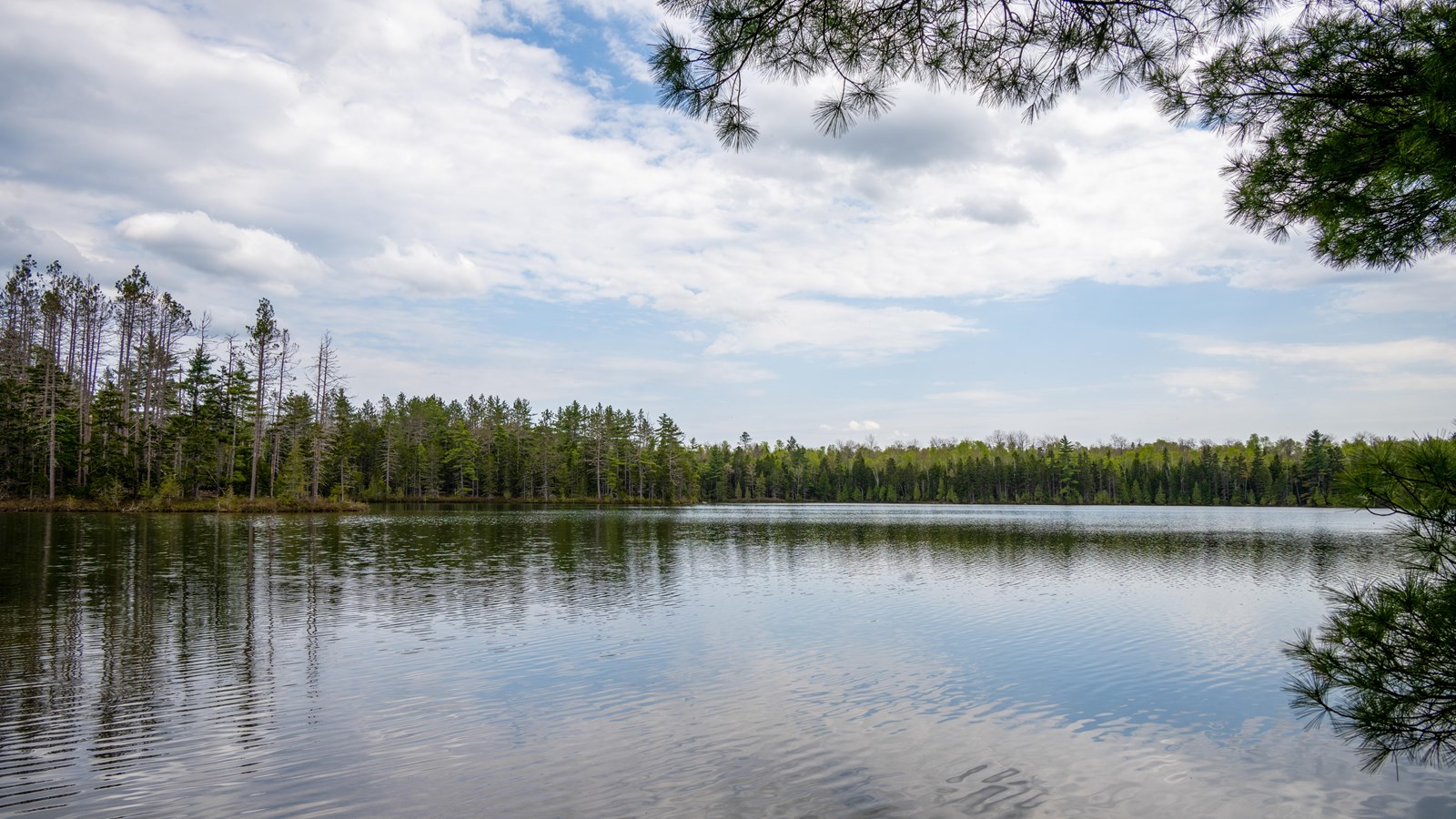 Messer Pond viewpoint from the trail. A mixed forest with mature red pines border the pond.