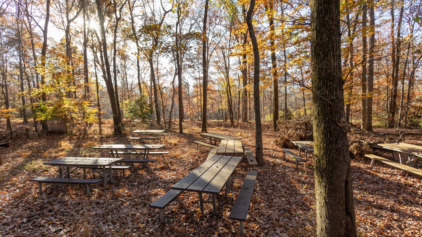 A picnic area in the woods. 