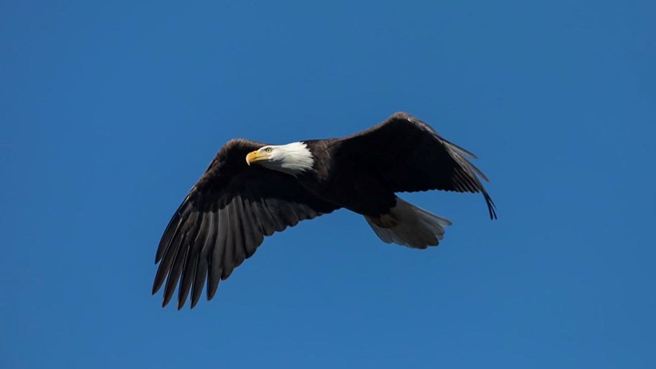 Adult bald eagle with brown-black wings, body, and tail; white head; and yellow beak in sky.