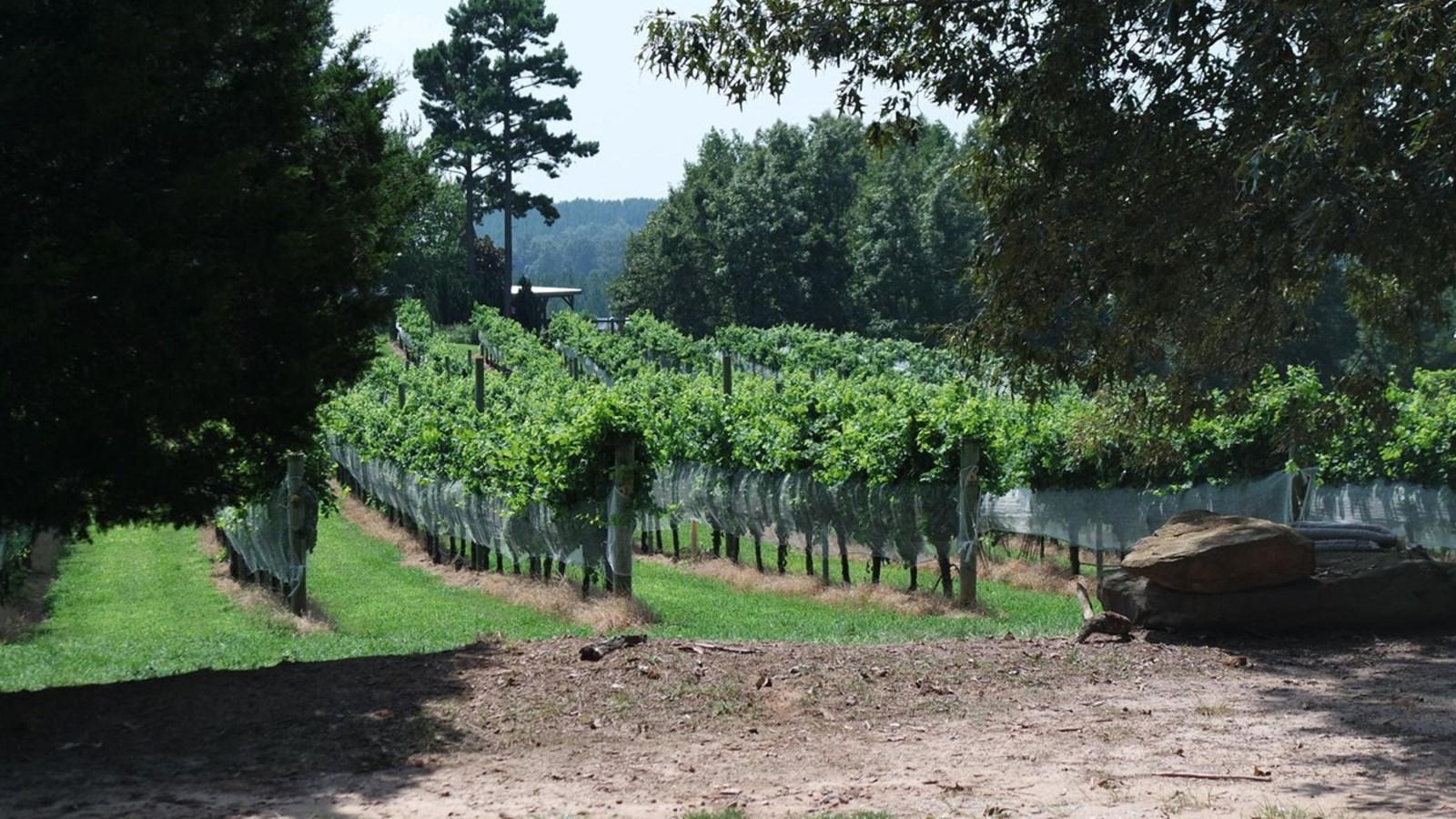 Several rows of cultivated grape vines surrounded by green trees.