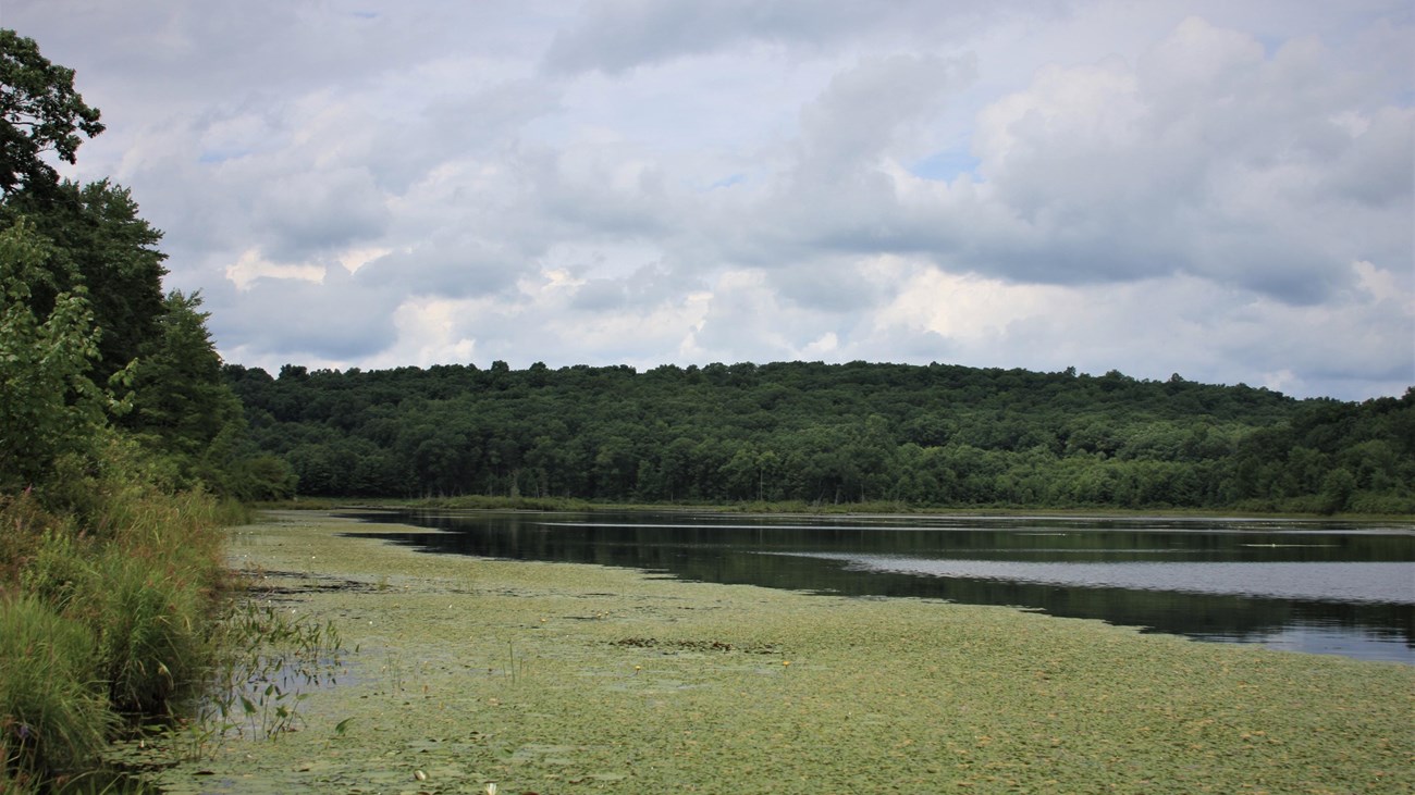 View of pond with lush green trees along shore, aquatic plants blanketing clear water near shore.