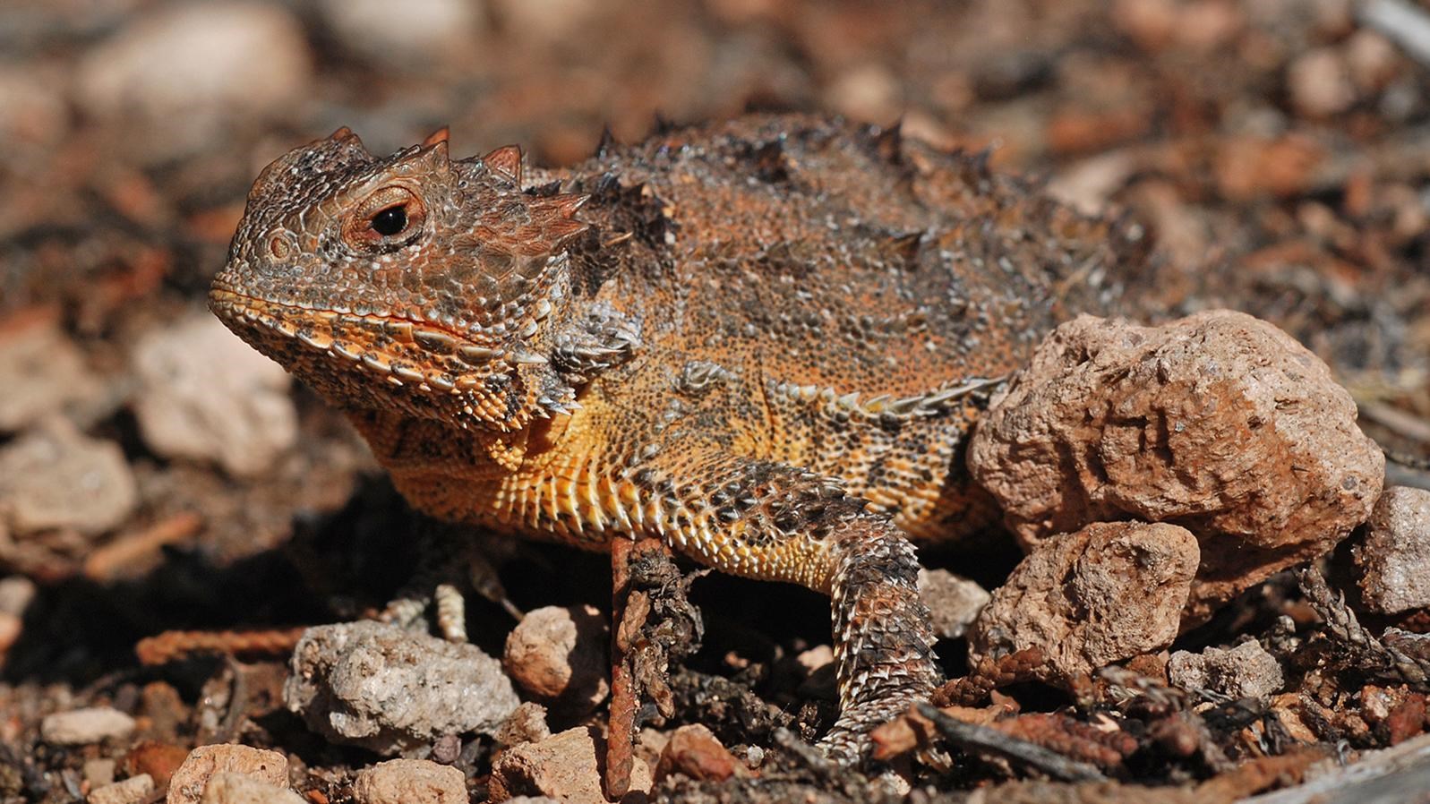 a multi colored lizard with lots of orange and spiny scales sits next to a small tan rock 