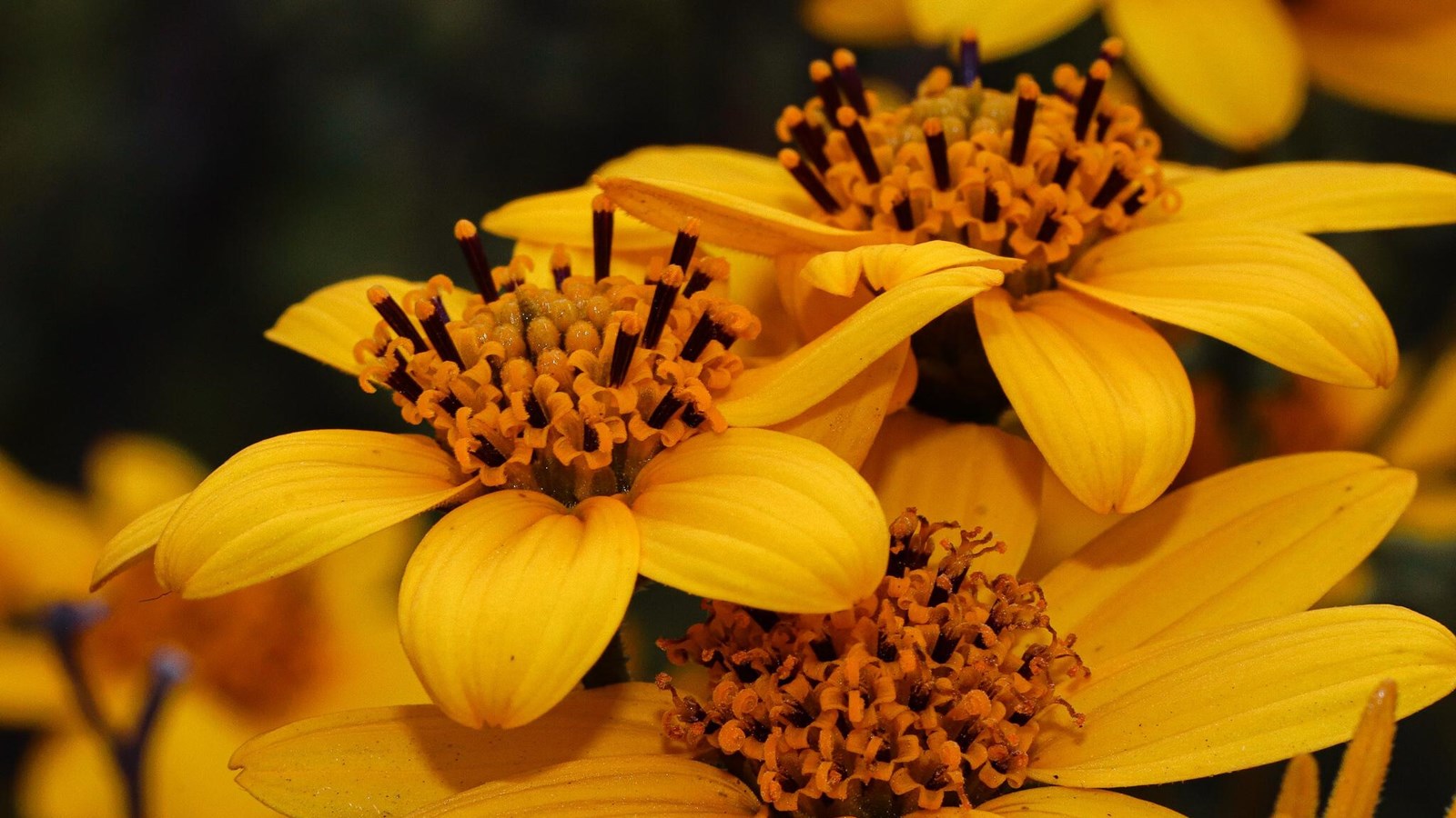 Close-up of a San Diego Sunflower in bloom, with big petals and a dark center. 