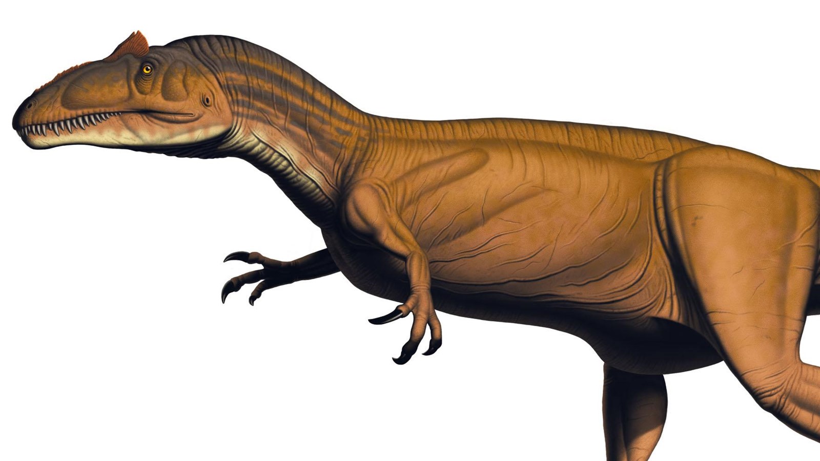 A large 2-legged carnivorous dinosaur.