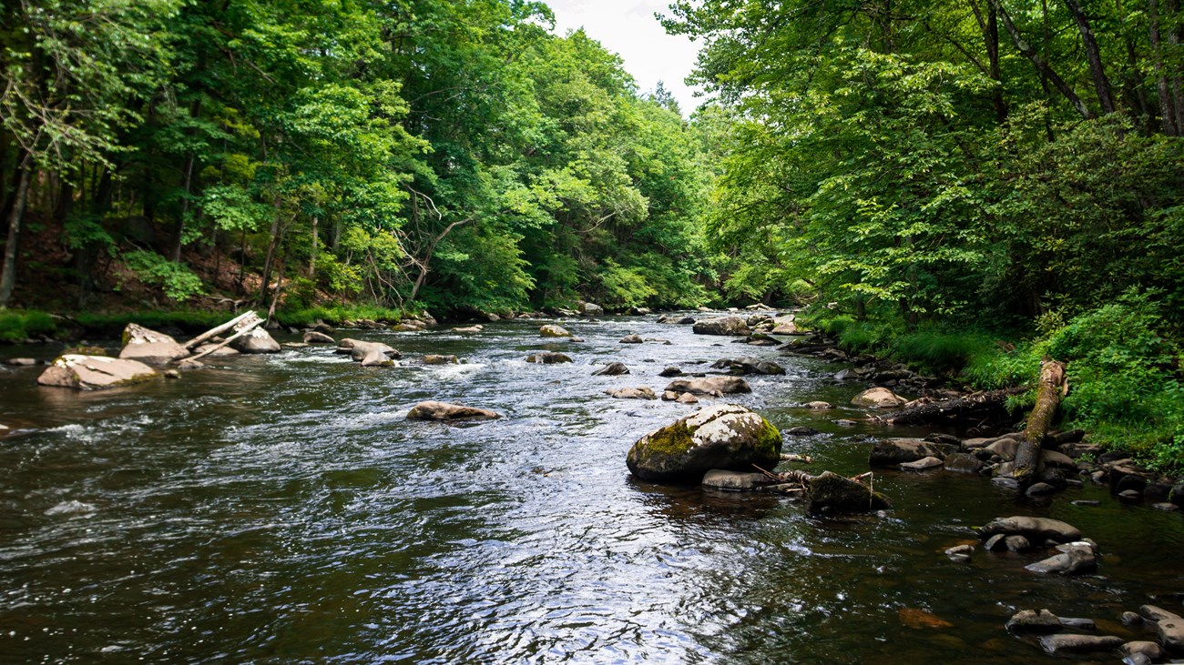 View of a lush, forested river. Water is clear and reflects blue sky. Rocks dot the riverbed.