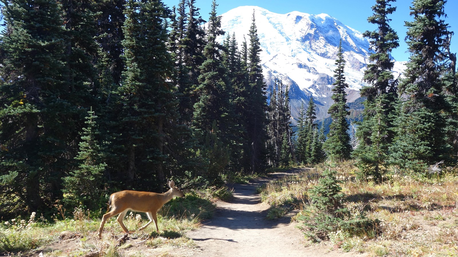 A deer walks past a trail leading through meadows bordered by fir trees towards a glaciated mountain