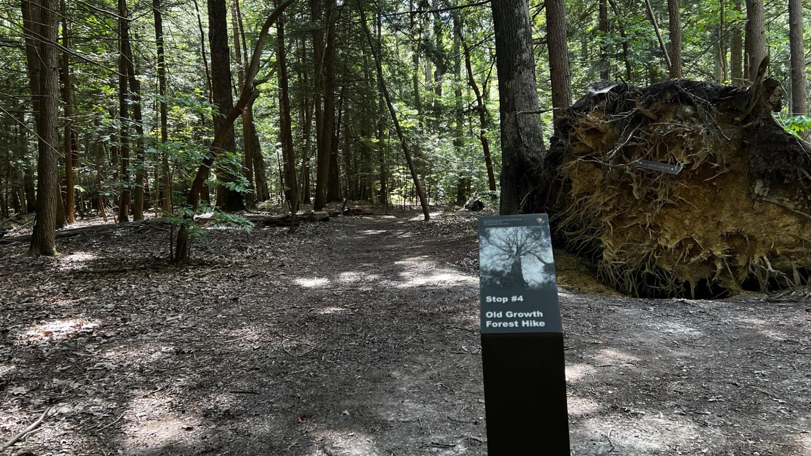 trail sign stands in front of a large blown down tree