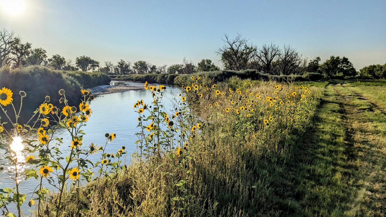 Photo of Arkansas River with blue sky and sunflowers beside Bent\'s Old Fort trail