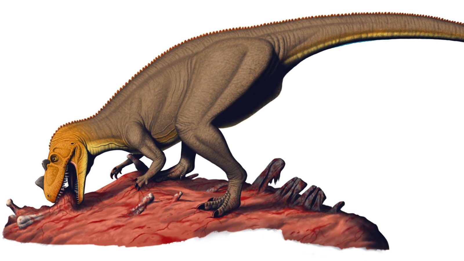 A two-legged carnivorous dinosaur eating flesh.