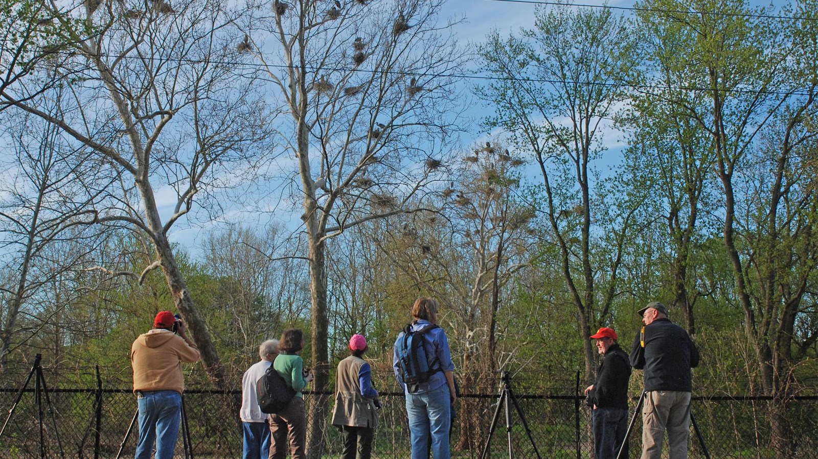 Wildlife watchers stand along Bath Road as they observe the heronry there.
