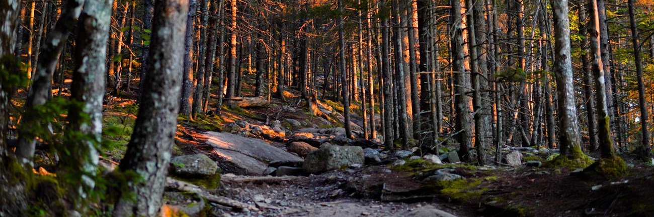 Golden light through trees along a trail