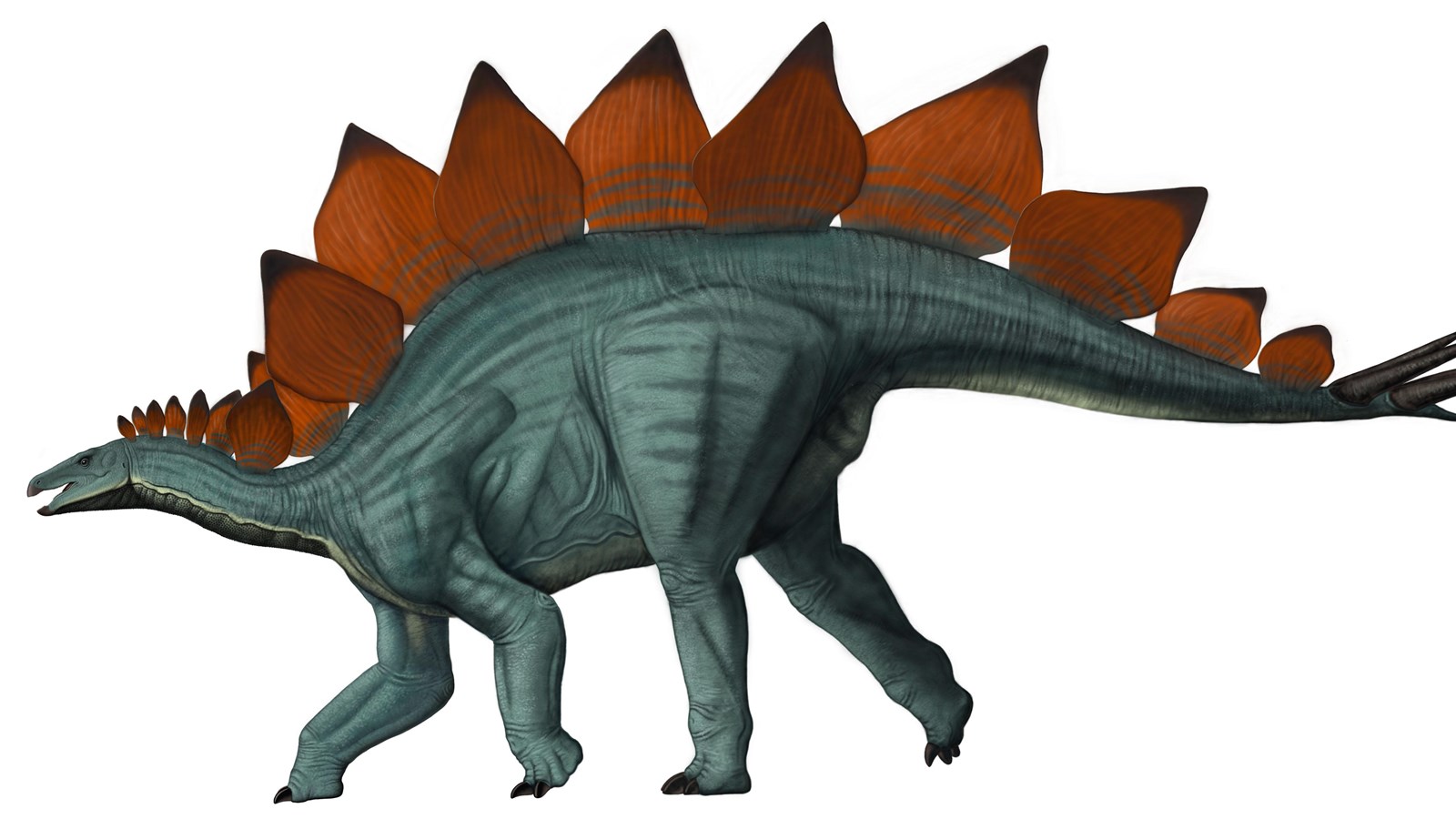 A four legged dinosaur with plates on its back and spikes on its tail.