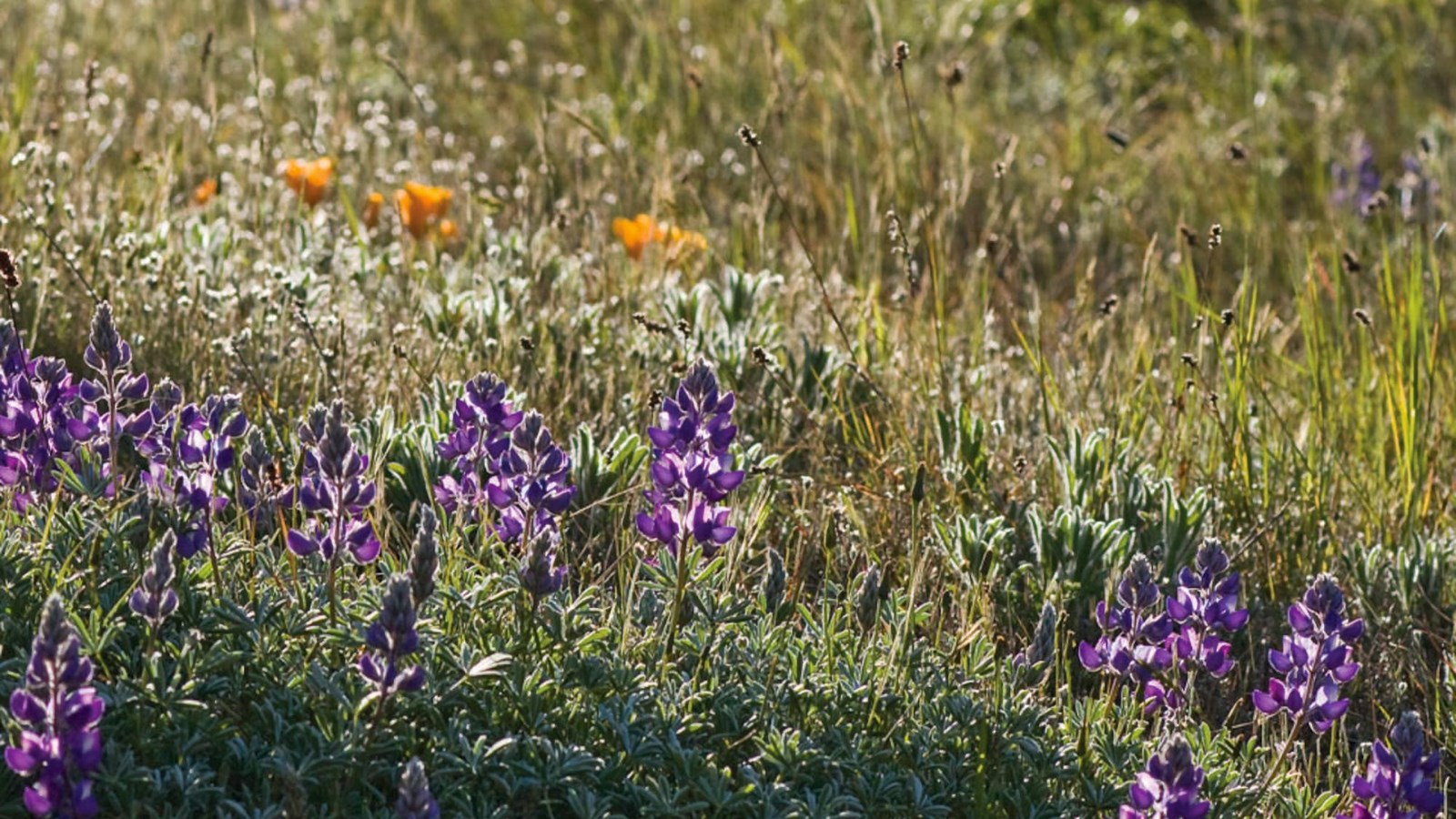 Colored photo close up of purple and yellow flowers of the grasses in Fort Baker. 