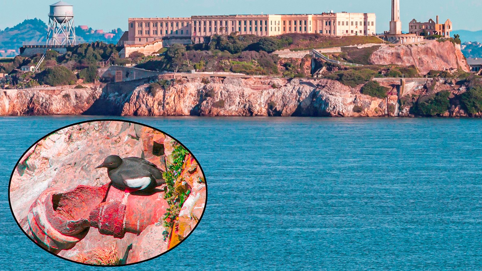 Colored photo of Alcatraz Island from the water with an inset image of a black pigeon guillemot