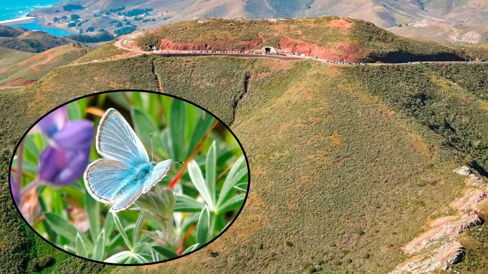 Aerial image of Hawk Hill and the hills of the Marin Headlands. Inset of Mission Blue Butterfly