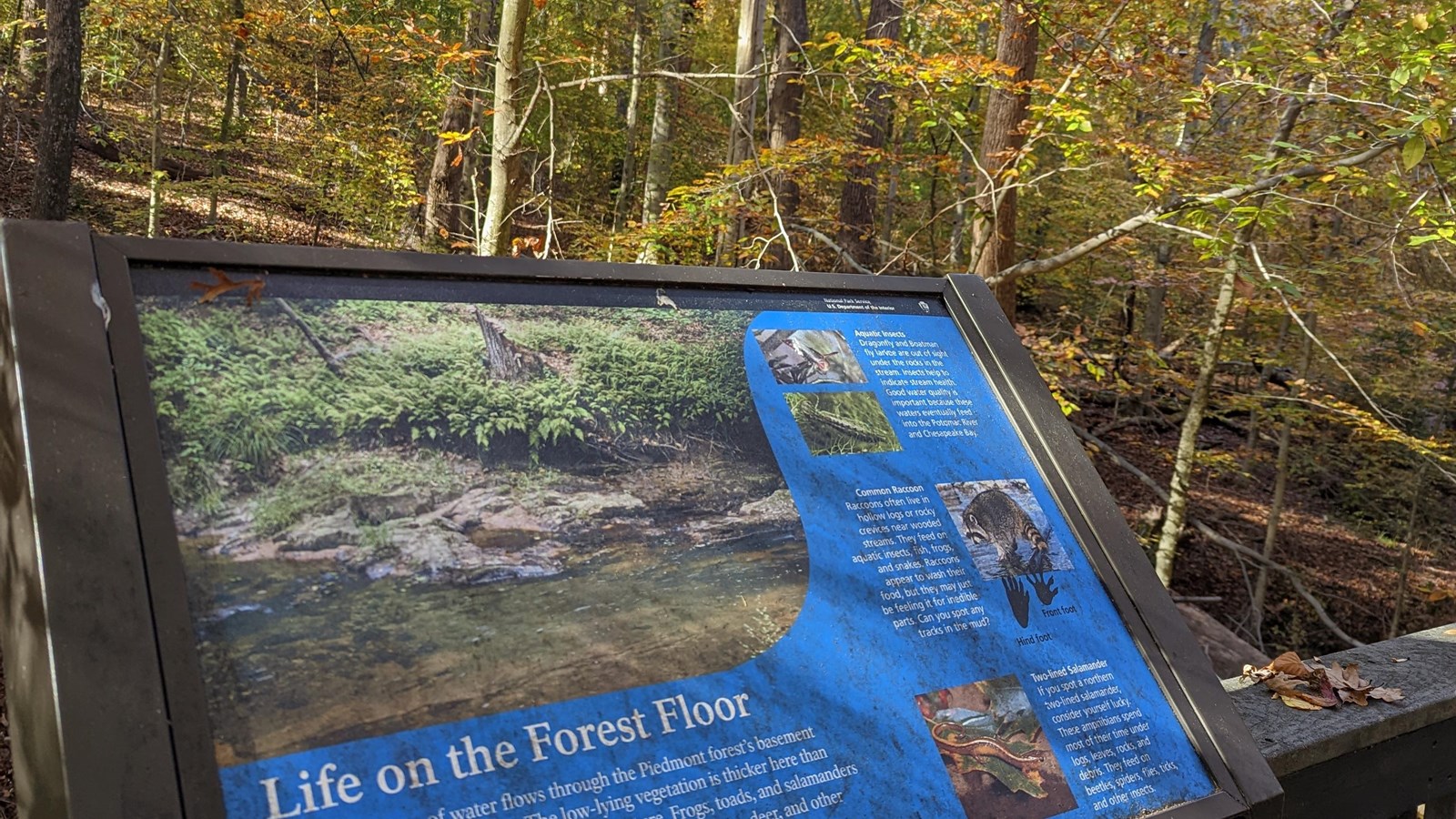 Informational signpost on a boardwalk railing overlook a low area in a yellow fall forest