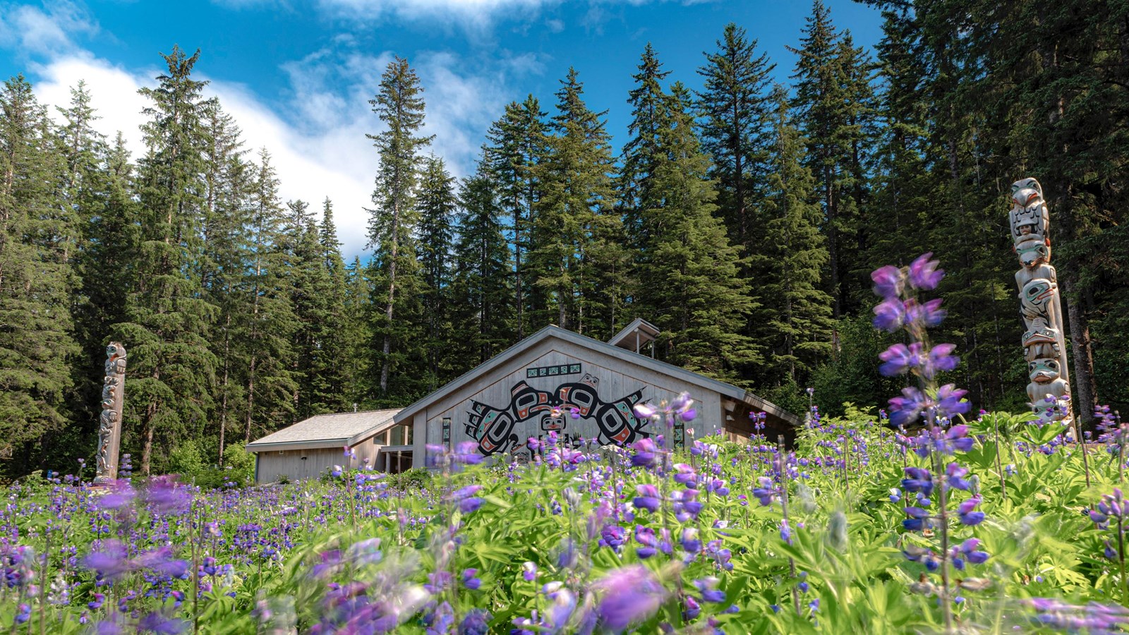 The Xunaa Shuká Hít (Huna Ancestors\' House) with purple lupine flowers filling the foreground.