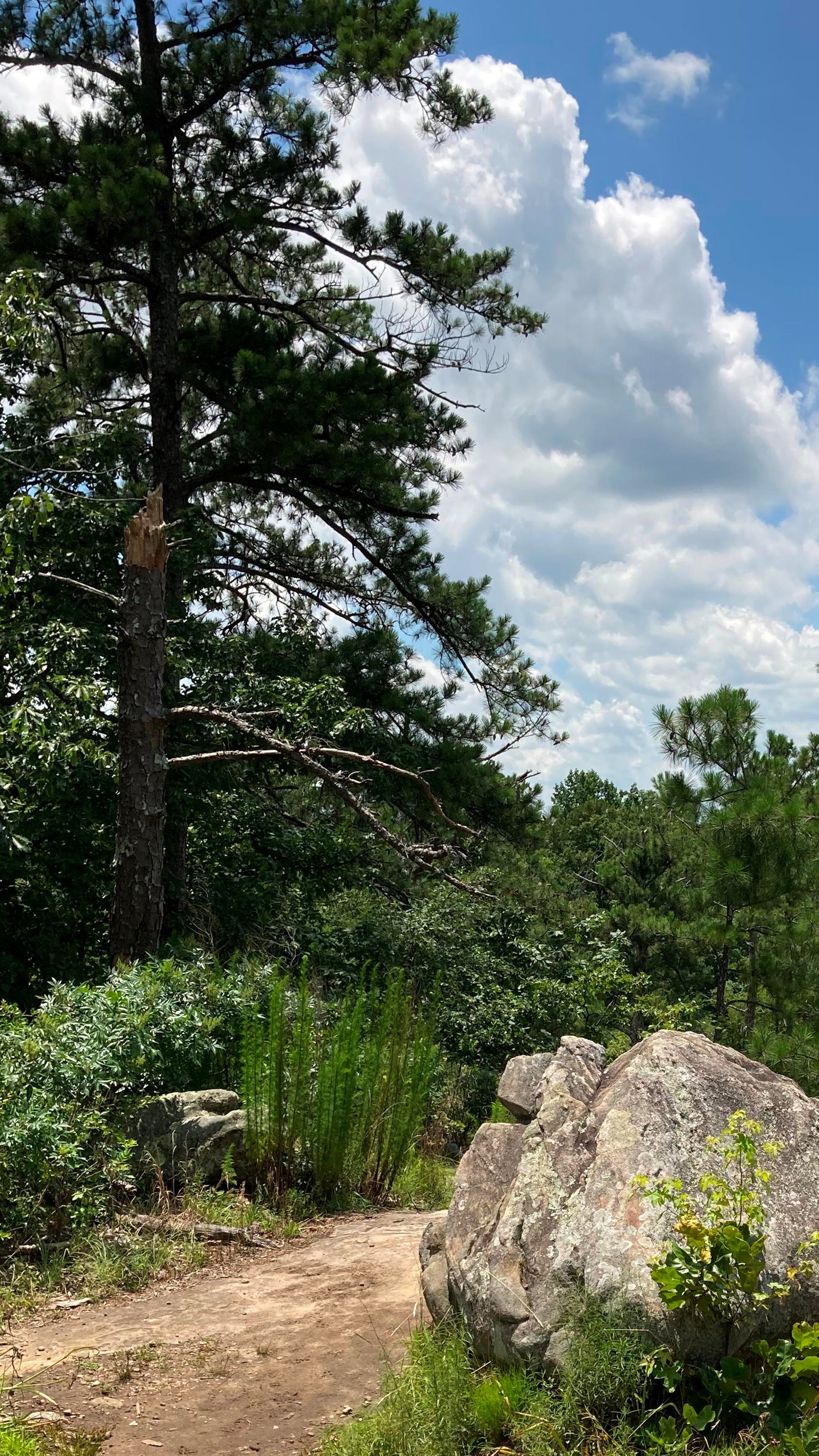 A picture of a large boulder at the top of Pigeon Hill 