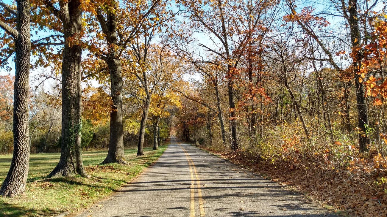 Tour road with tree lining both sides of the road with fall leaves