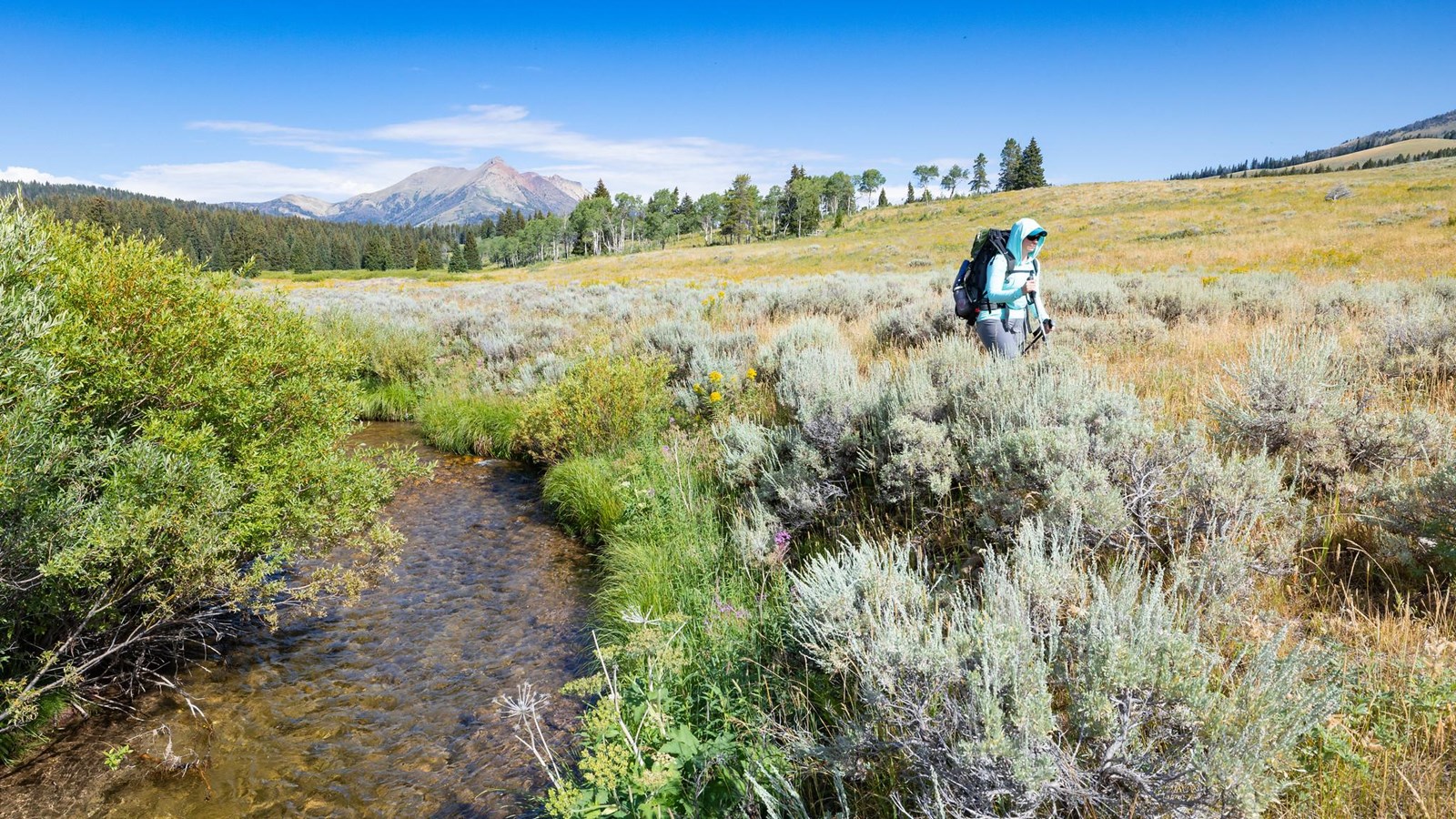 A person hikes along a steam in a sagebrush meadow with a mountain in the distance.