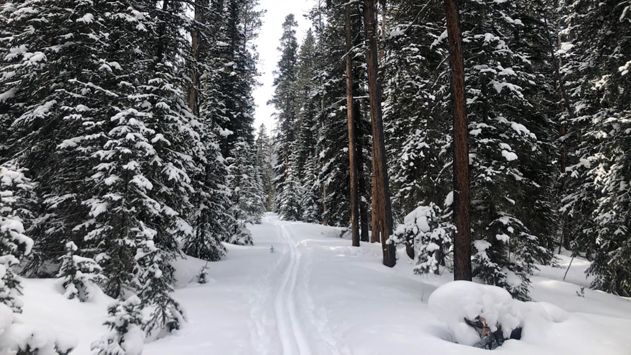 Ski tracks travel through a forest.