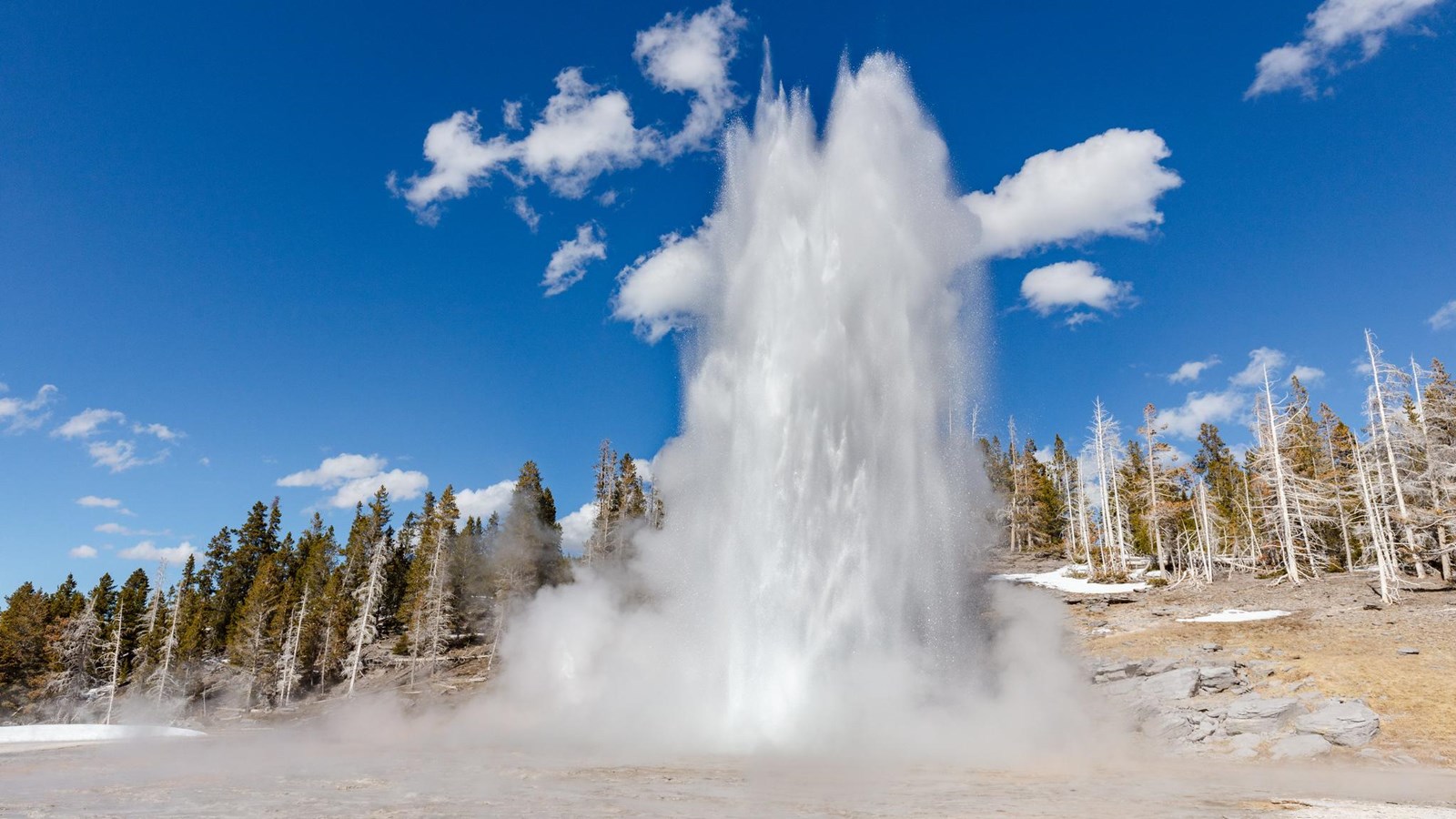 A fountain type geyser shoots water high into the air during an eruption.