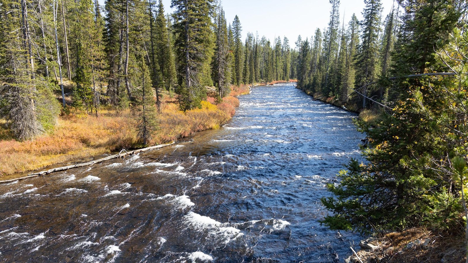 A river runs through a coniferous forest.