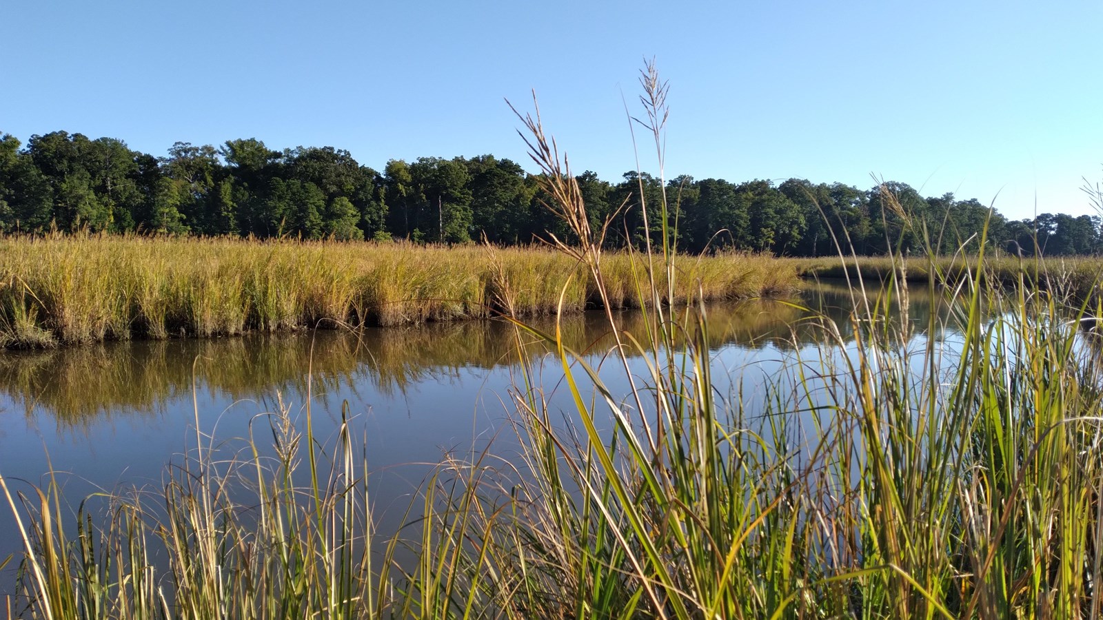 Marsh with tall grasses