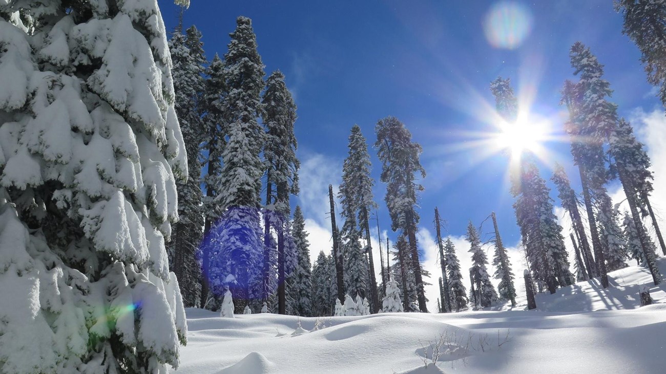 A snow covered trail going uphill, surrounded by pine trees.