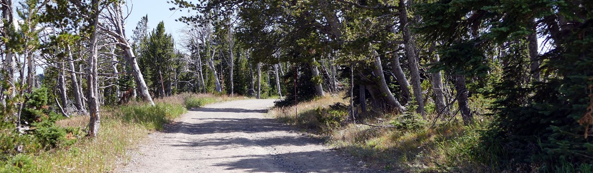 Gray, gravel road ascends through an open alpine forest.