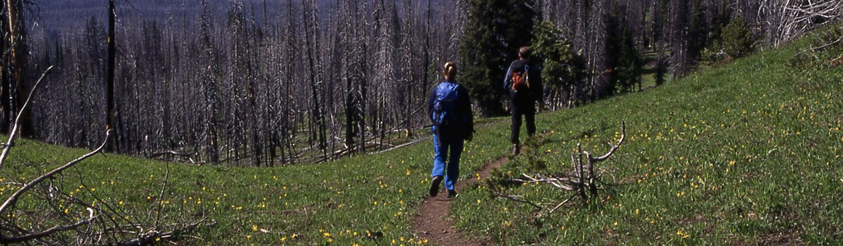 Hikers along a tan, bare ground trail through an alpine meadow.