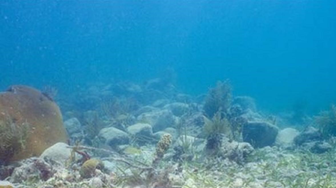 Round objects resting on the sandy bottom of the ocean