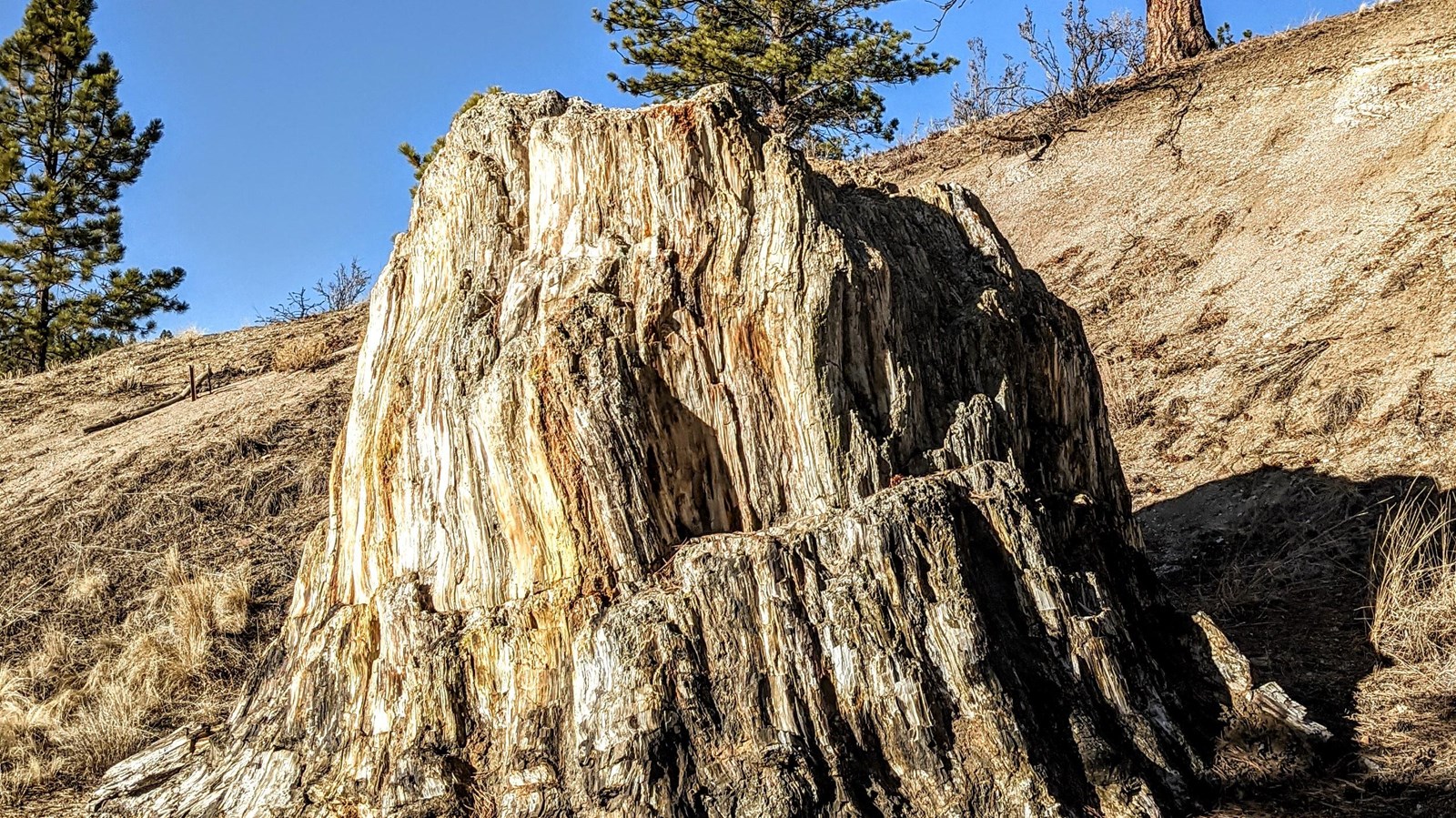 large petrified tree stump 