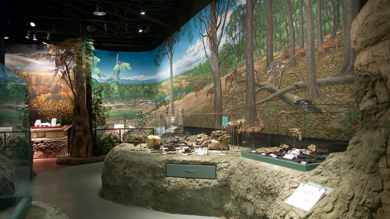 Fossils on display with murals