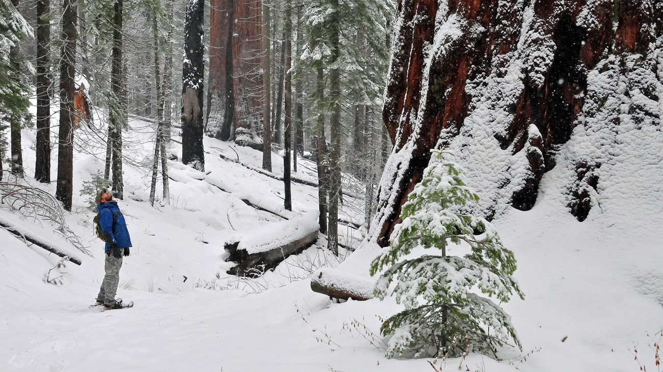 A snowshoer looking up at a sequoia on the North Grove Loop.