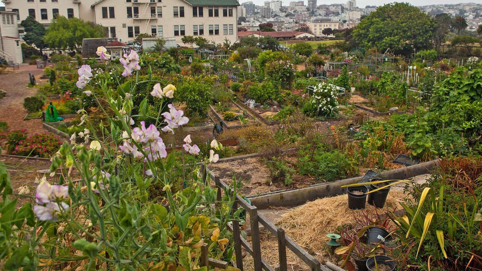 Fort Mason Community Garden