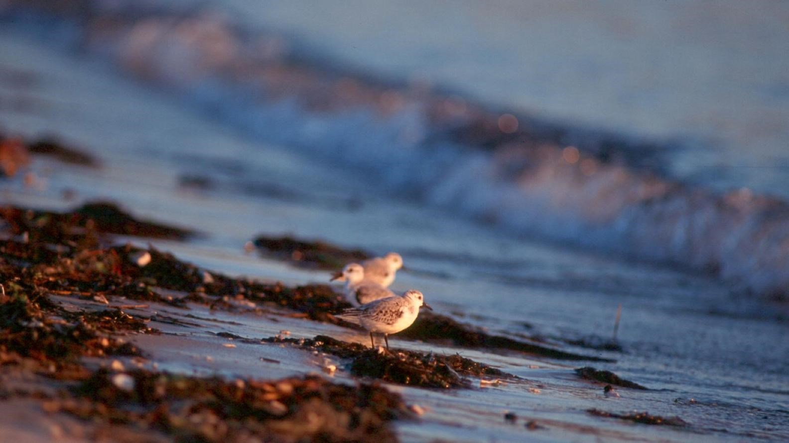 Two small shorebirds on a beach.  