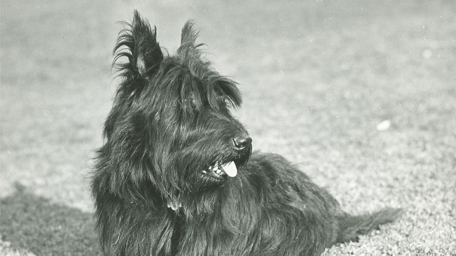 Fala, a small dog, stands on a lawn.