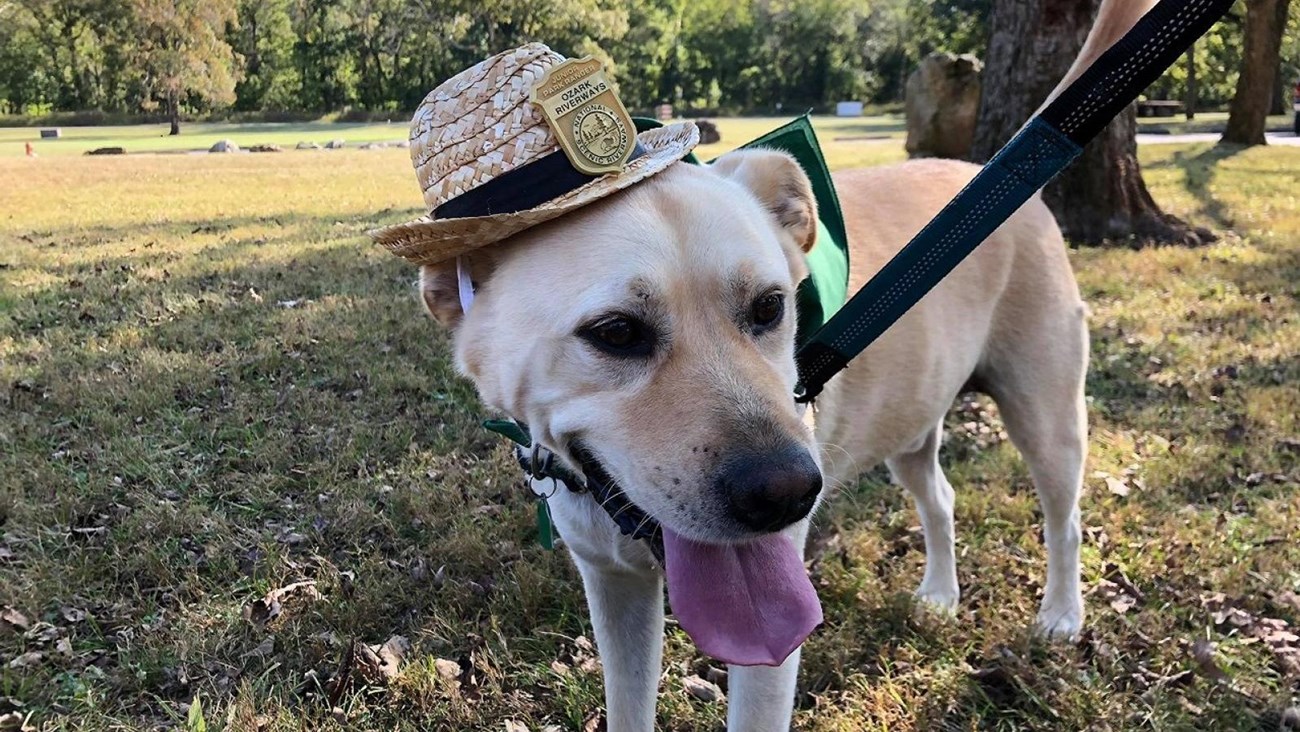 A yellow lab dog up close with with a straw hat and badge on hat, dog is on leash. 