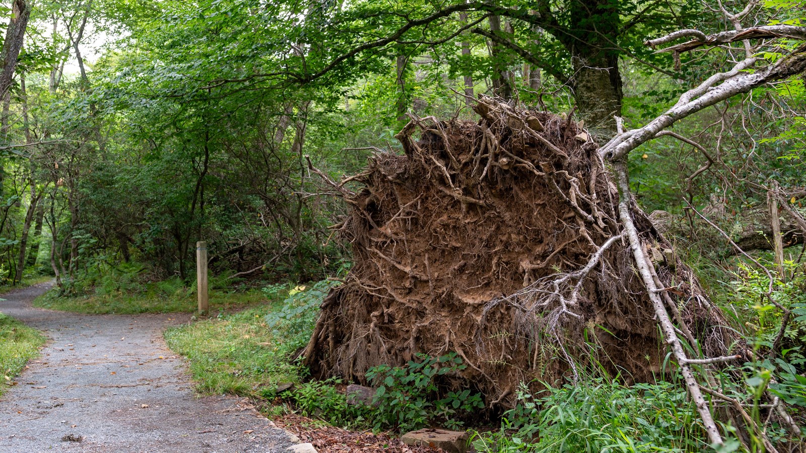 A fallen log exposes its large root system beside the trail