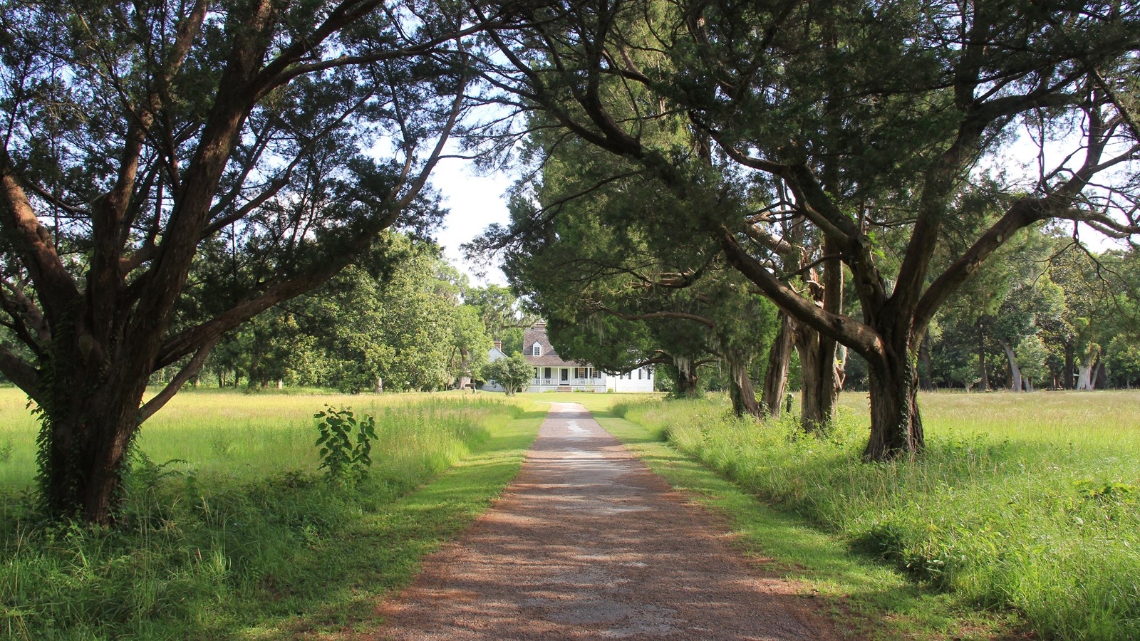 The trace of a historic road, now a wide gravel path, runs through a corridor of cedar trees