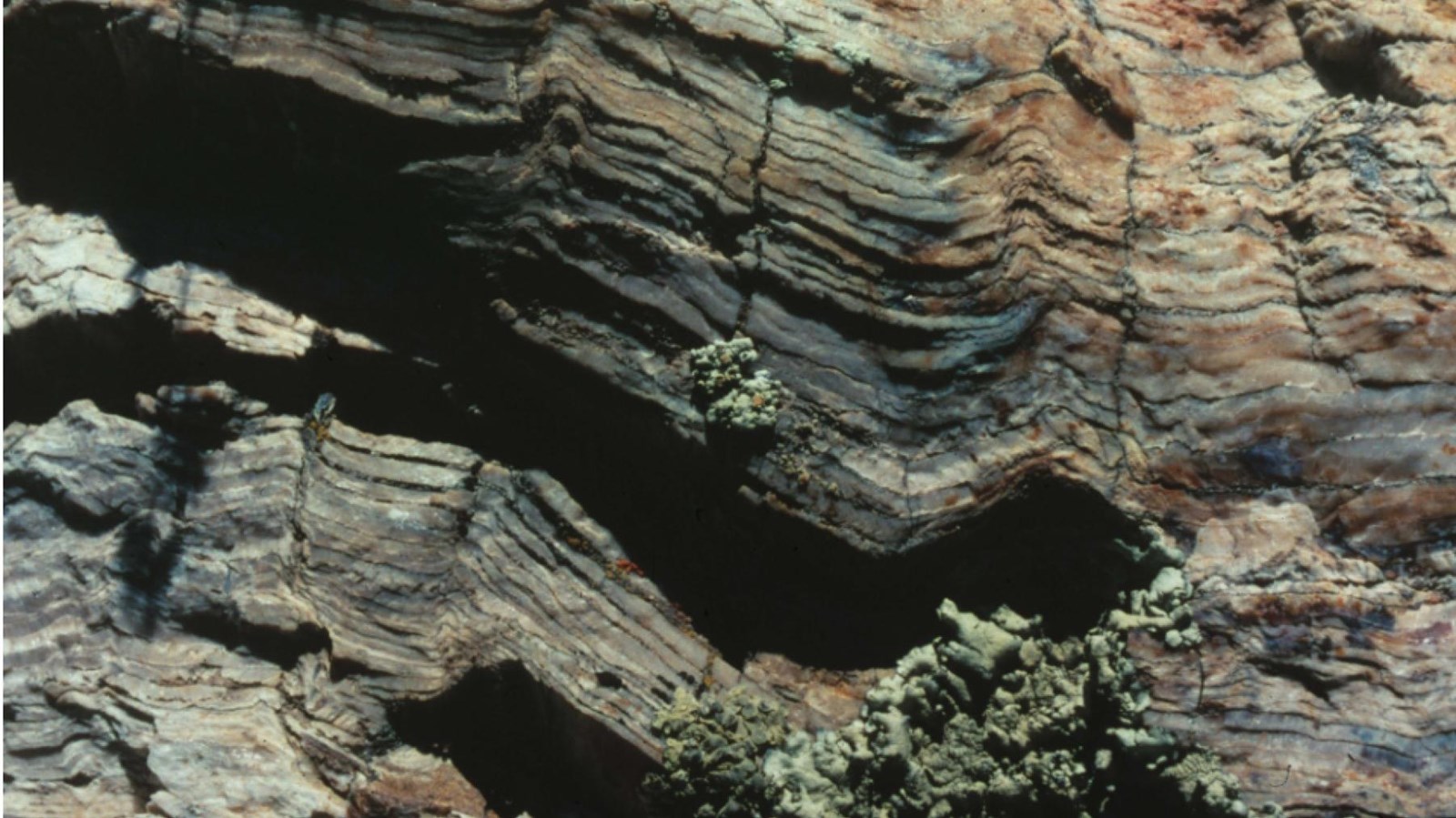 petrified rings of a tree stump