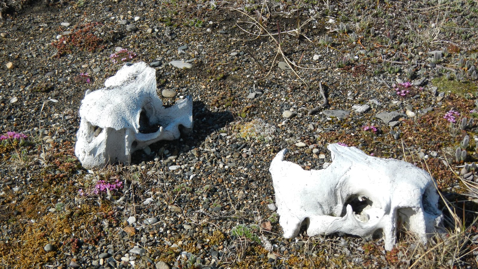 Two walrus skulls on the tundra surrounded by tiny purple wildflowers.