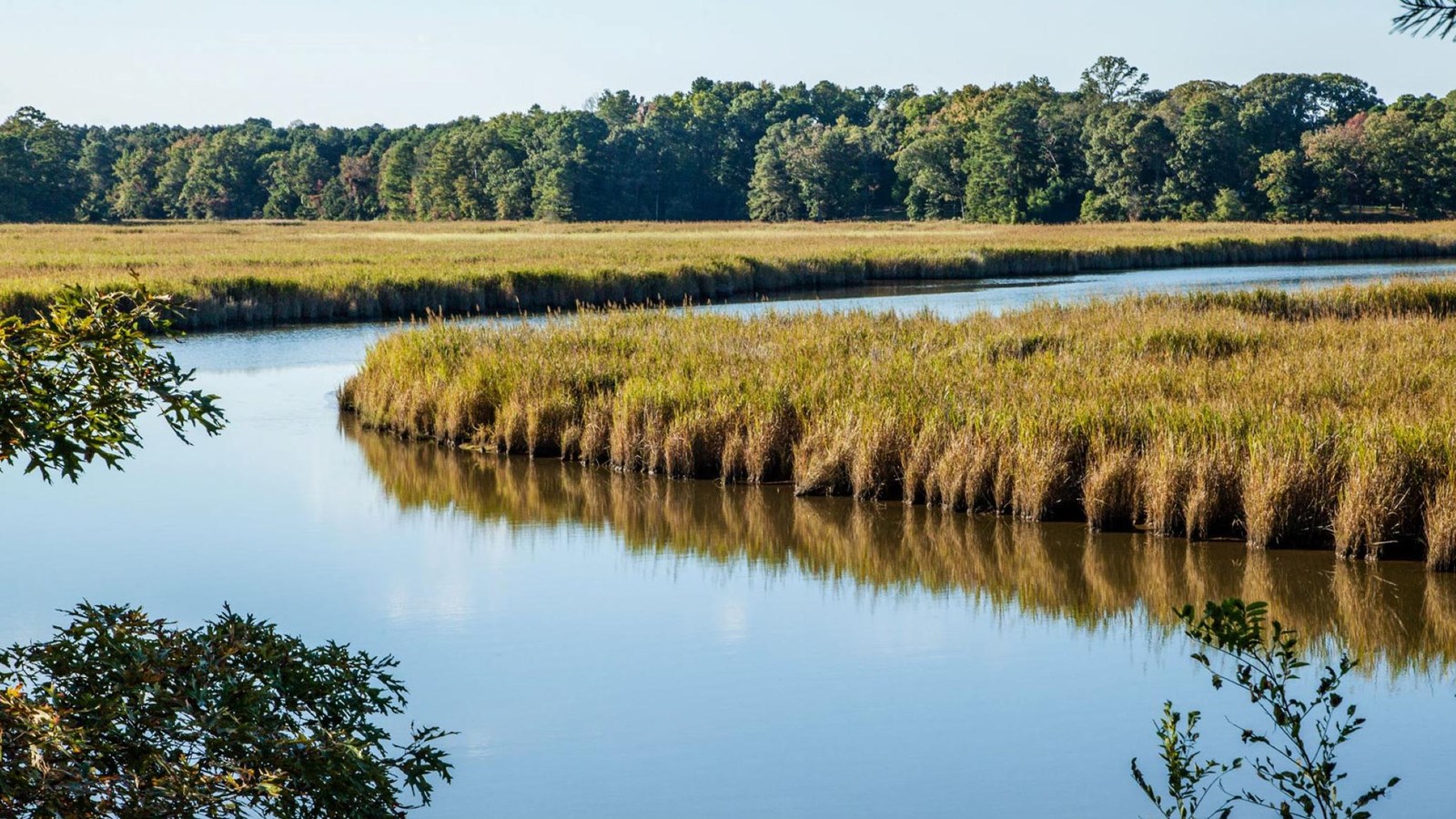 Marsh grasses in a wetland habitat. 