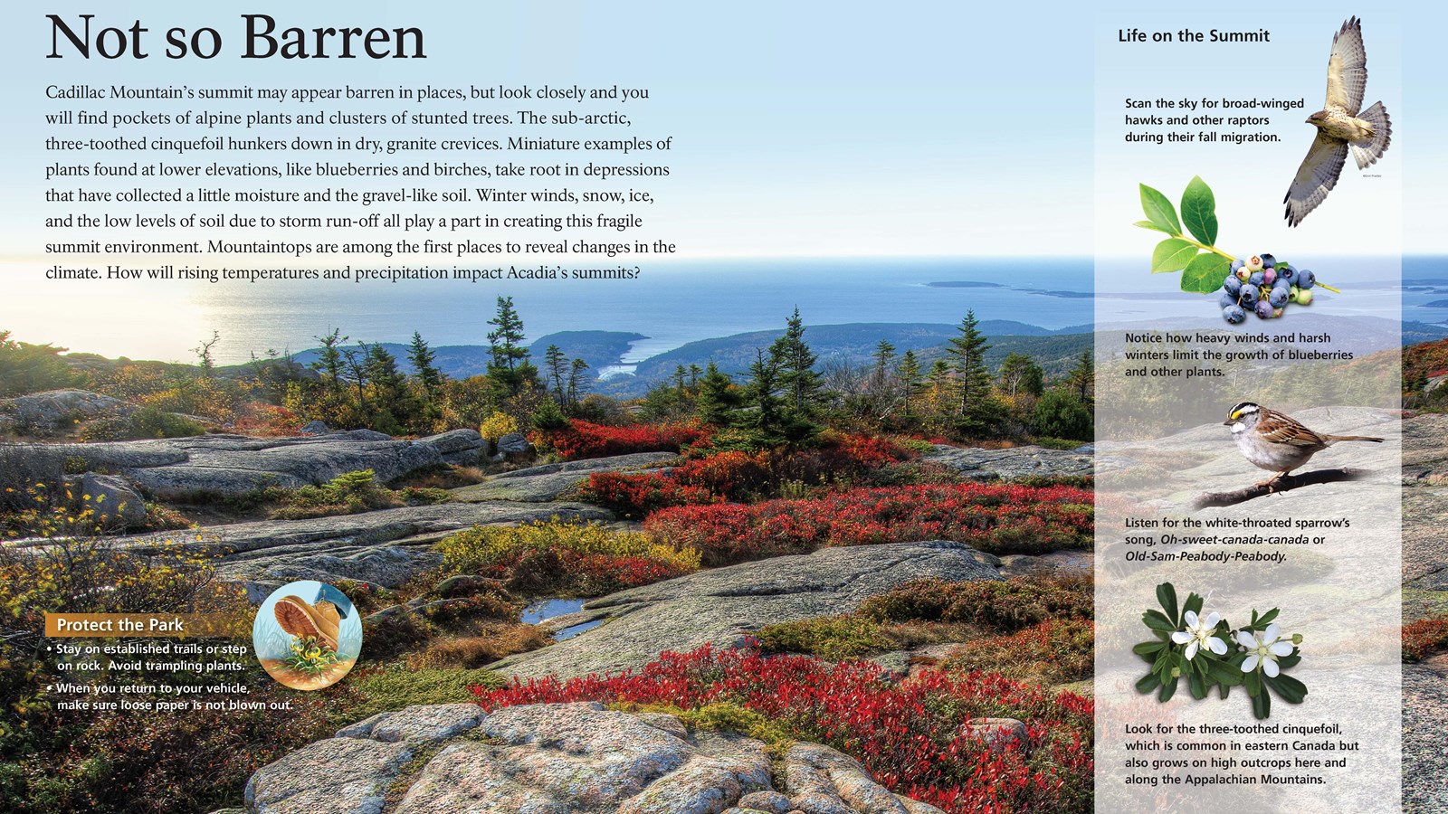 Title: Not so Barren. Mountain peak landscape with red bushes and granite stone.